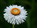 Xerochrysum bracteatum (Бессмертник прицветниковый)