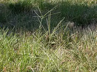 Росичка кроваво-красная