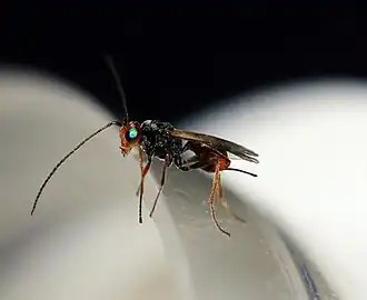 Dinocampus coccinellae