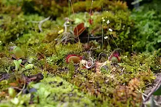 В Ботаническом саду Сан-Франциско