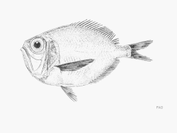 Diretmoides pauciradiatus