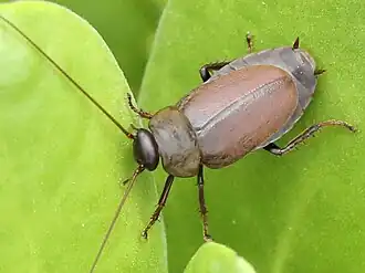 Diploptera punctata