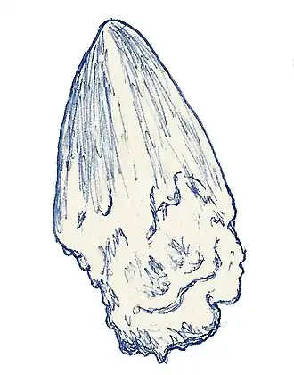 Рисунок голотипа