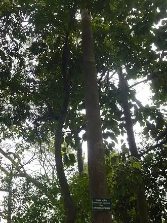 Dipterocarpus retusus во Вьетнаме