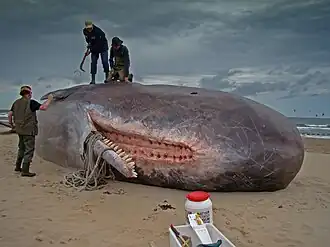 Туша кашалота на берегу