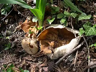 Блюдцевик жилковатый (Disciotis venosa)