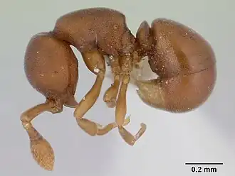 Муравей Discothyrea denticulata