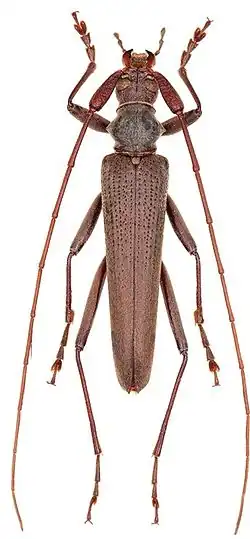 Самец Distenia gracilis