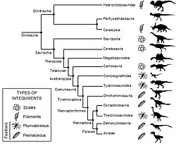 Кладограмма распространения покровов среди динозавров, подтверждающая наличие у лептоцератопса трубкообразных щетинок на хвосте