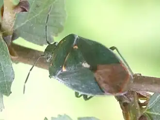 Ditomotarsus punctiventris