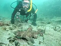 Аквалангист перед бычьей акулой