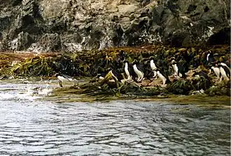 Снэрские пингвины на побережье острова Снэр