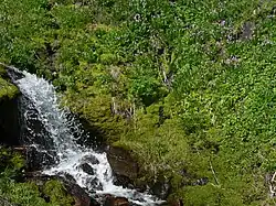 Аспект цветущих растений в заповеднике Henry M. Jackson Wilderness[англ.], штат Вашингтон