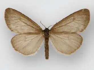 Медведица Альберта