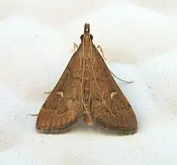 Dolicharthria punctalis.jpg