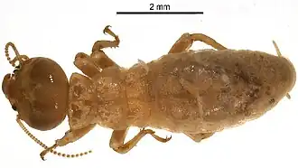 Dolichorhinotermes longilabius