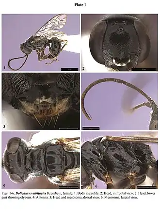 Оса Dolichurus albifacies, самка