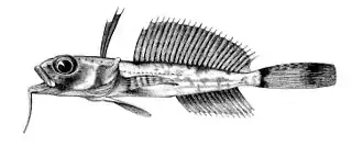 Dolloidraco longedorsalis Roule, 1913