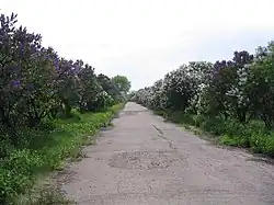 Сиреневая аллея