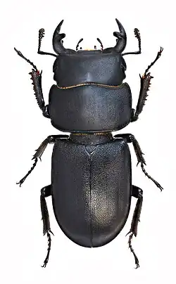 Оленёк обыкновенный (Dorcus parallelipipedus). Самец