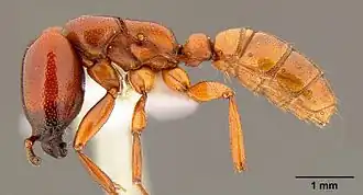 Солдат Dorylus helvolus