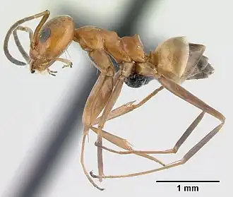 Dorymyrmex biconis