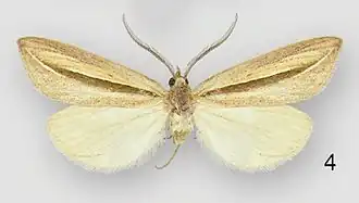 Doryodes desoto