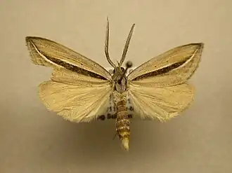 Doryodes grandipennis