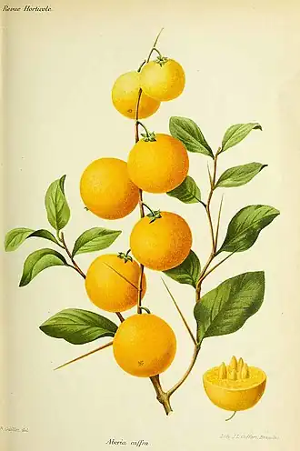 Довиалис кафрский (Dovyalis caffra)