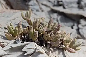 Dracophilus dealbatus