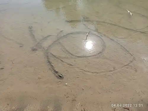 Рисунок от передвижения перловицы по дну