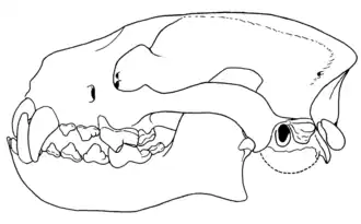 Череп Enhydrocyon crassidens