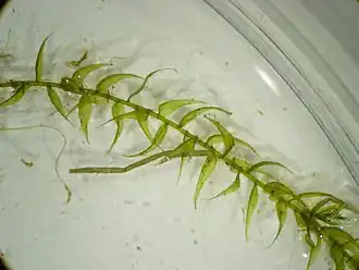 Дрепанокладус крючковидный