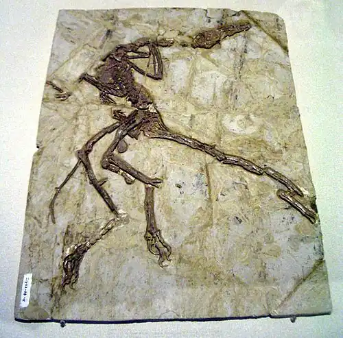 Дромеозавриды