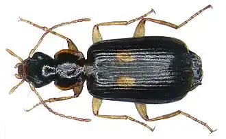 Dromius fenestratus