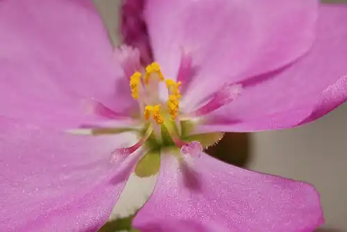 Часть цветка