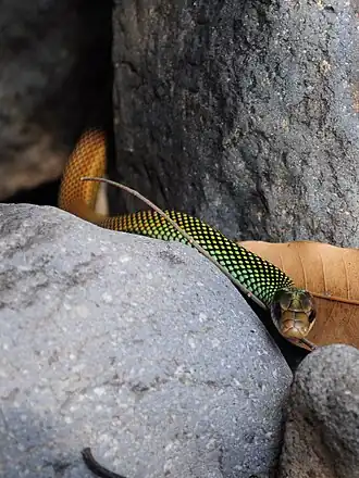 Перламутровый уж-бегун