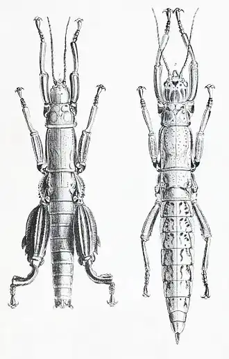 Рисунок самца и самки палочника Dryococelus australis, выполненный Джоном Вествудом.
