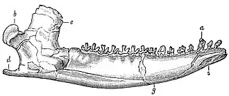 Нижняя челюсть Dryolestes priscus