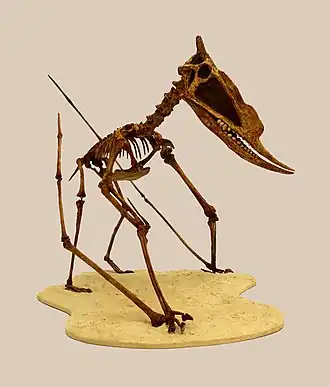 Реконструкция скелета