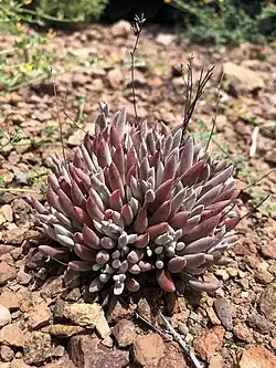 Dudleya attenuata