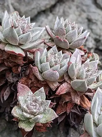 Dudleya farinosa