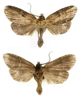 Dunama indereci, самец