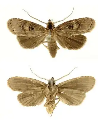 Dunama janewaldronae, самец