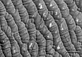 Дюны исп. Olympia Planitia Dunes, видимые HiRISE.  Гипс был обнаружен МРС здесь.