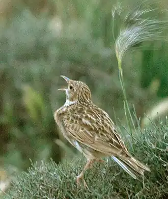 Поющий на рассвете жаворонок Дюпона в Марокко