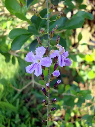 Дуранта прямостоячая