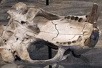 Череп без нижней челюсти, вид снизу