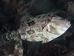 Paramonacanthus otisensis