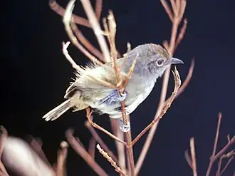 Лесной виреоновый эсперито (Dysithamnus mentalis)